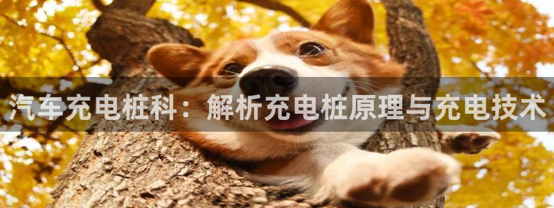 威廉希尔1.33 5 9对应赛果：汽车充